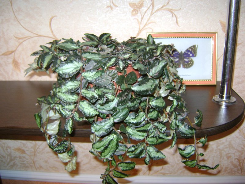 Пеллиония Репенс