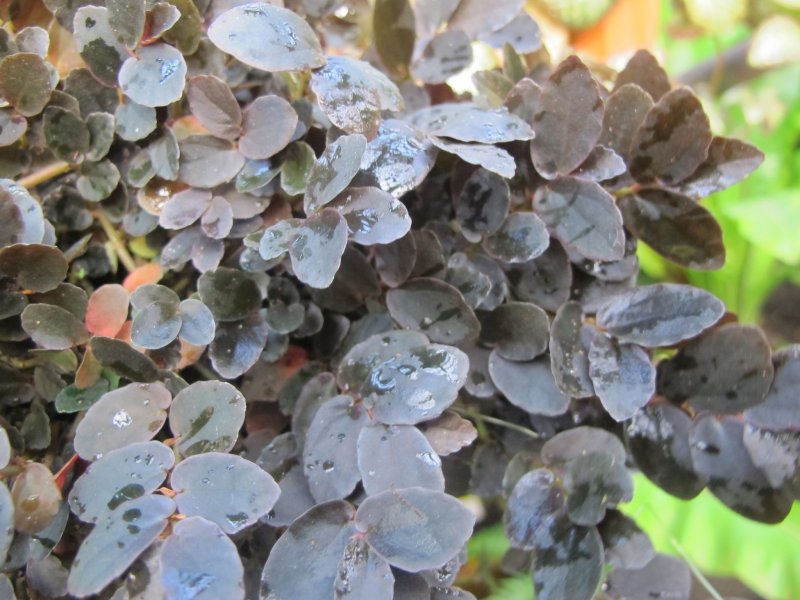 Пеллиония Даво (Pellionia daveauana)