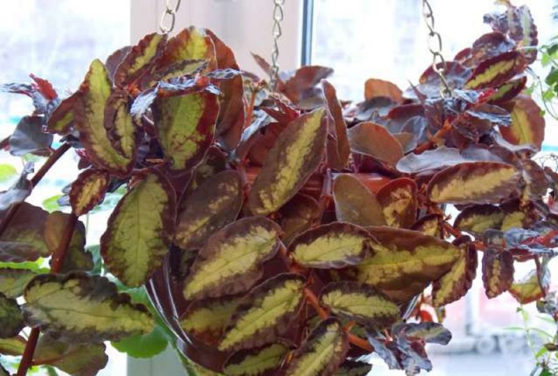 Пеллиония прекрасная Pellionia pulchra