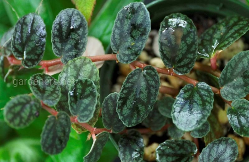 Пеллиония Даво (Pellionia daveauana)