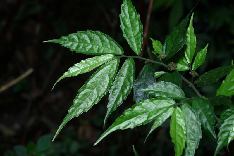 Euphorbia tithymaloides smallii grow
