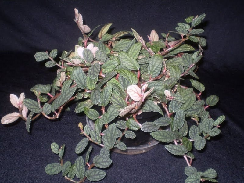 Пеллиония коротколистная