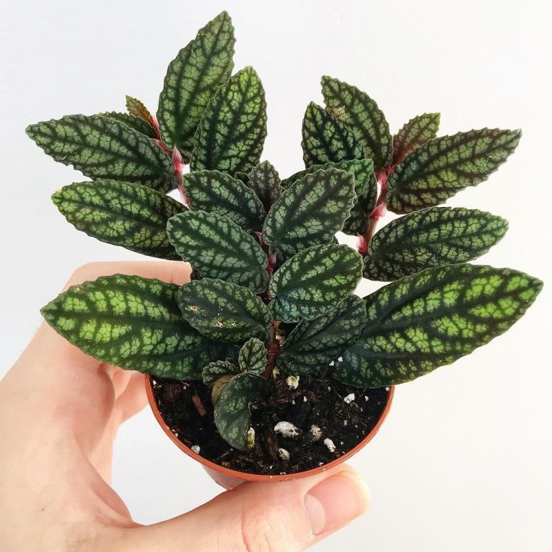 Пеллиония прекрасная Pellionia pulchra