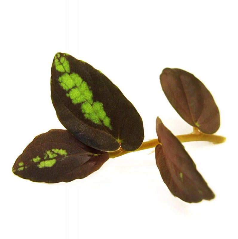 Peperomia verschaffeltii
