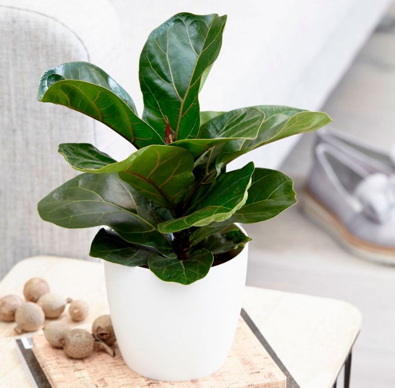 Фикус лировидный (Ficus lyrata)