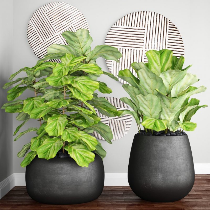 Фикус лировидный (Ficus lyrata)