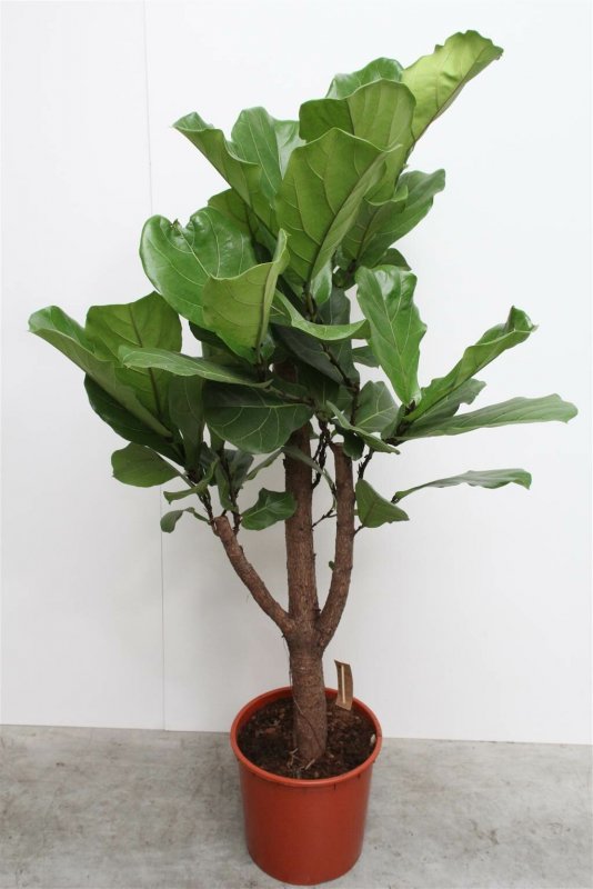 Фикус лировидный (Ficus lyrata)