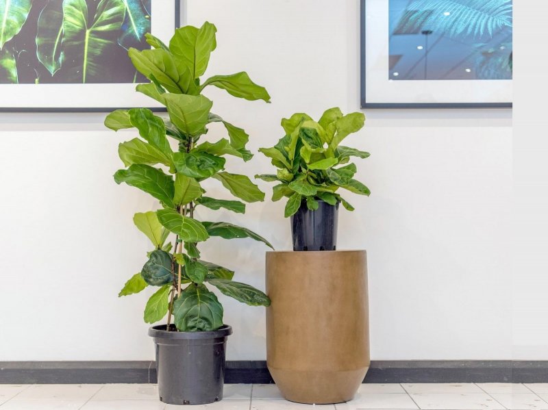 Фикус лировидный (Ficus lyrata)