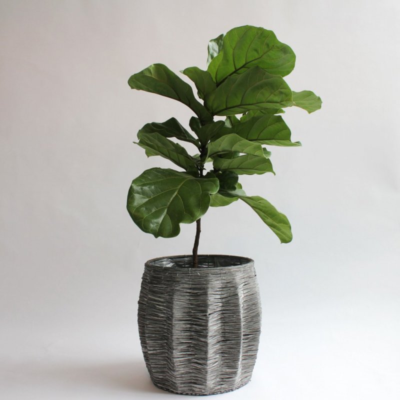 Фикус лировидный (Ficus lyrata)