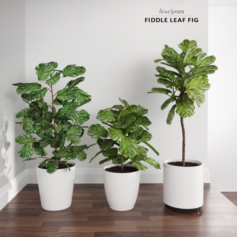 Ficus lyrata фикус лирата