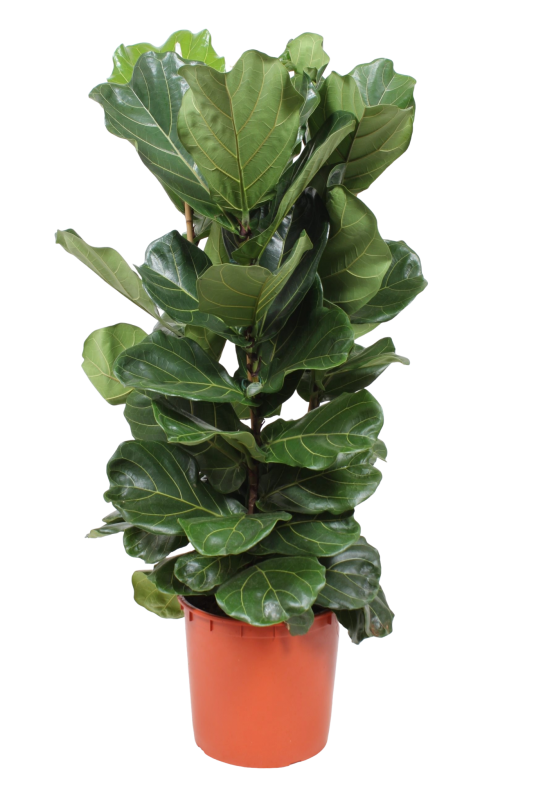 Фикус лирата columnaris