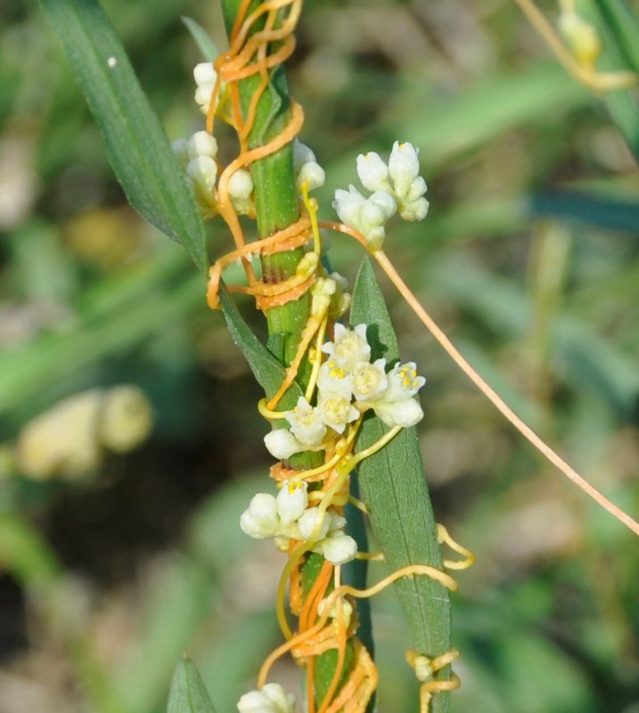 Повилика (Cuscuta)