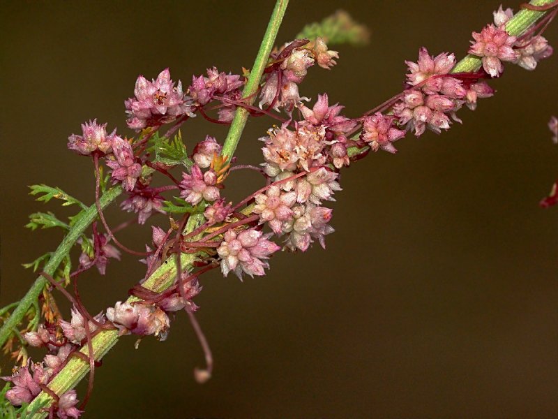 Повилика (Cuscuta SP. SP.)