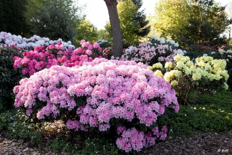 Азалия кустарник многолетник