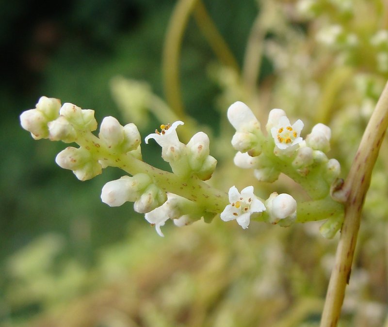 Повилика (Cuscuta SP. SP.)