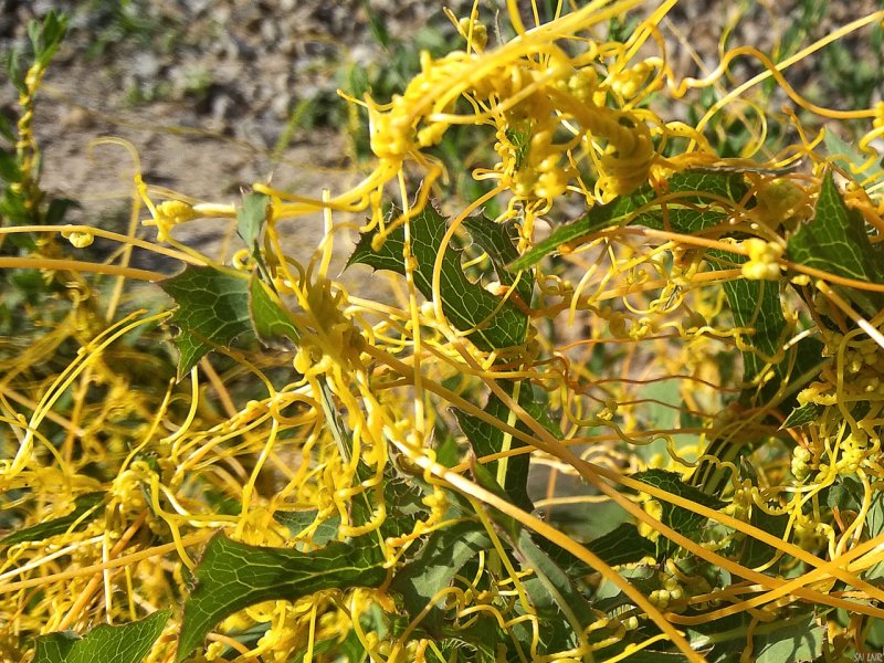 Повилики (Cuscuta SPP.)