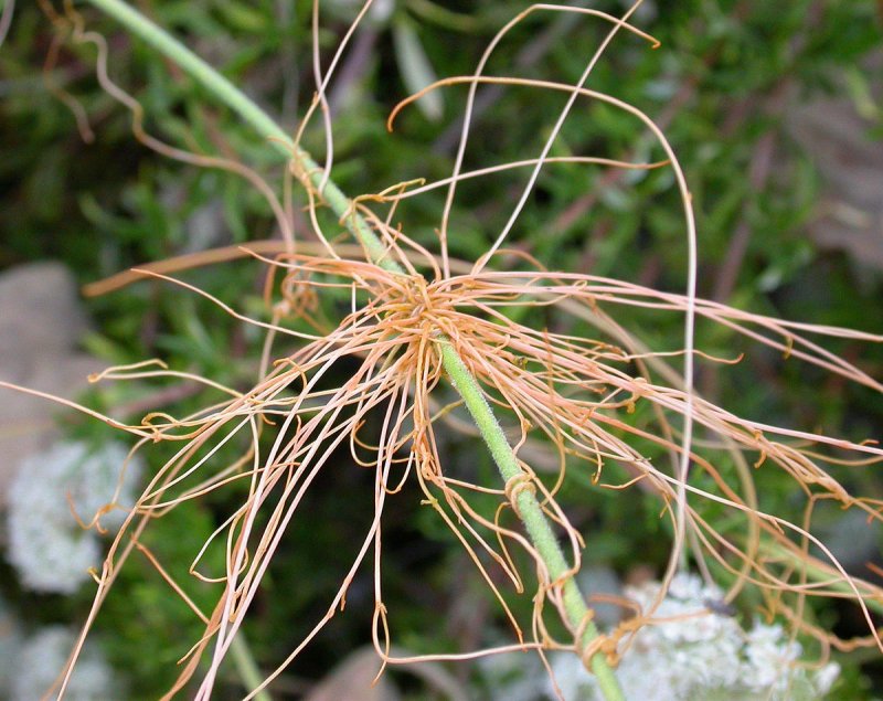 Повилика (Cuscuta)