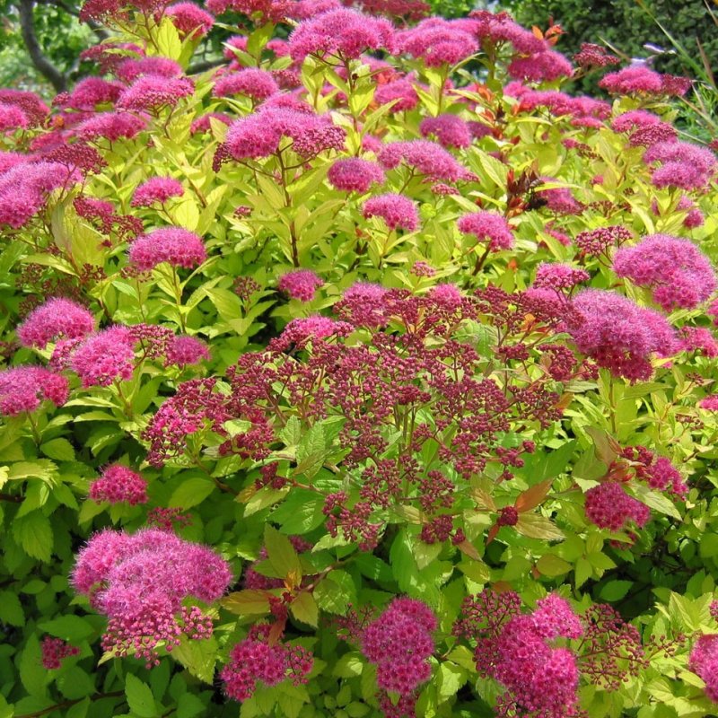 Спирея японская Spiraea japonica "Golden Princes"