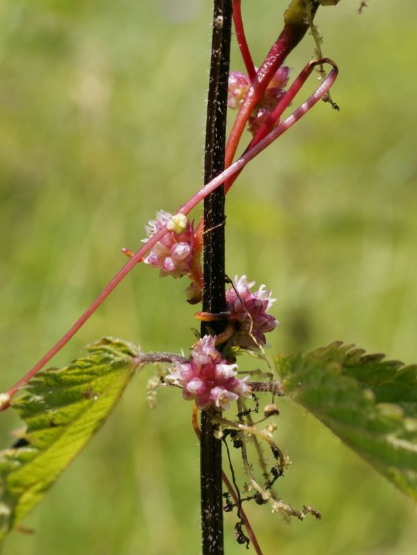 Повилика европейская Cuscuta europaea