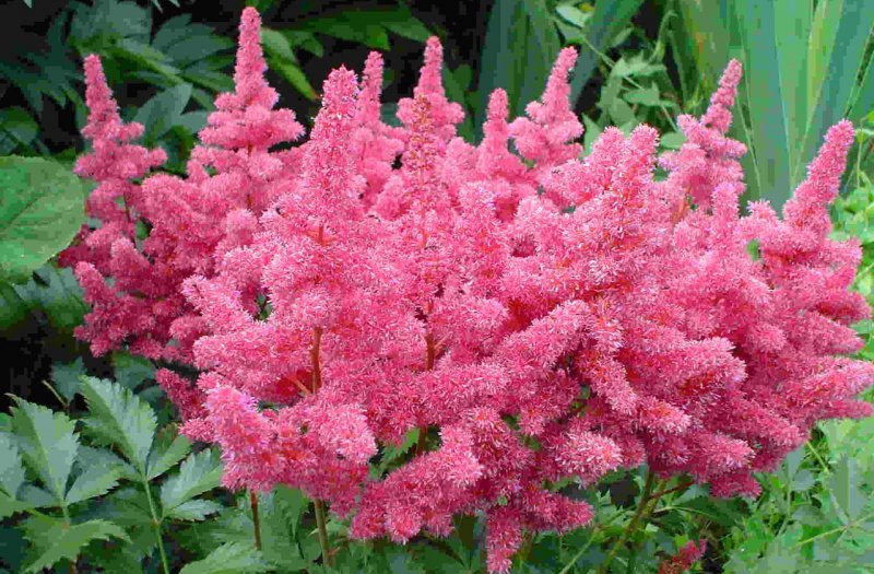 Астильба Арендса Gloria purpurea