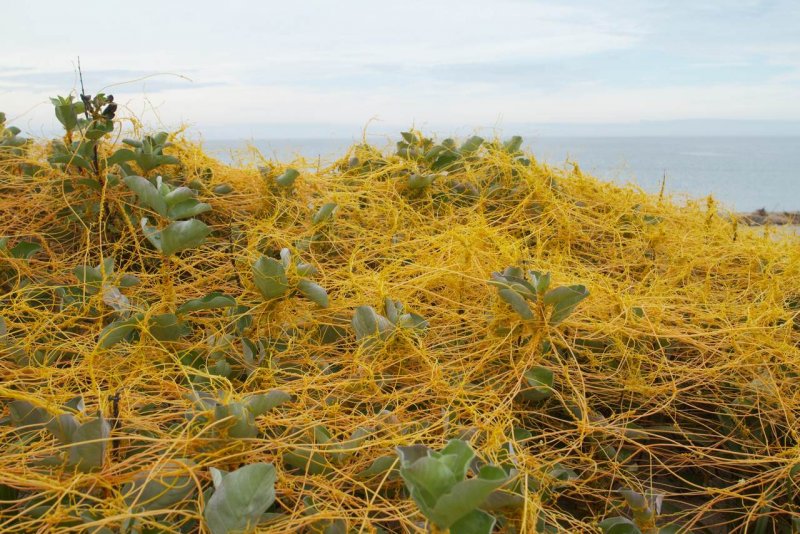Повилика Полевая (Cuscuta Campestris)