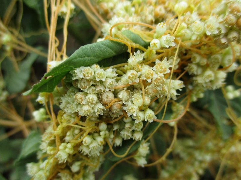 Повилика Лемана — Cuscuta lehmanniana Bunge.