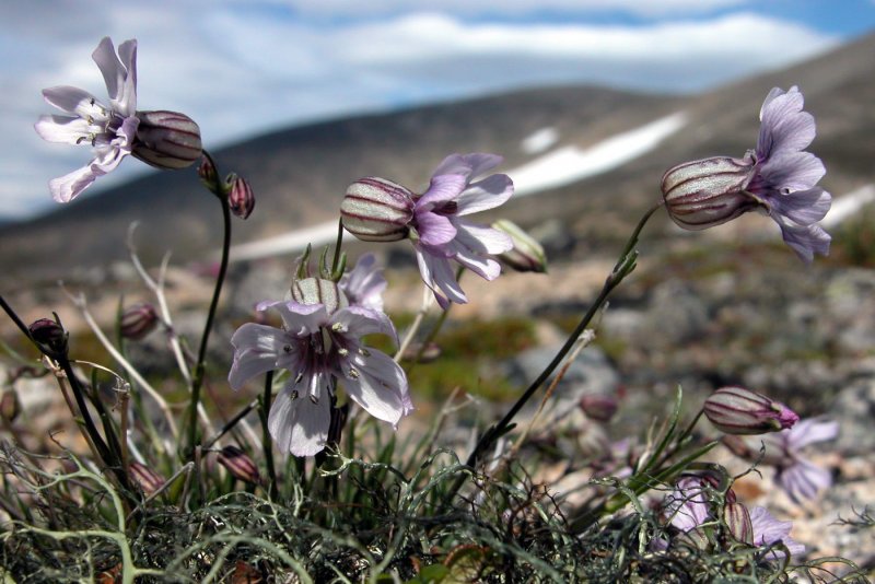 Смолевка двудомная "Валлей Хай" (Silene dioica "Valley High")