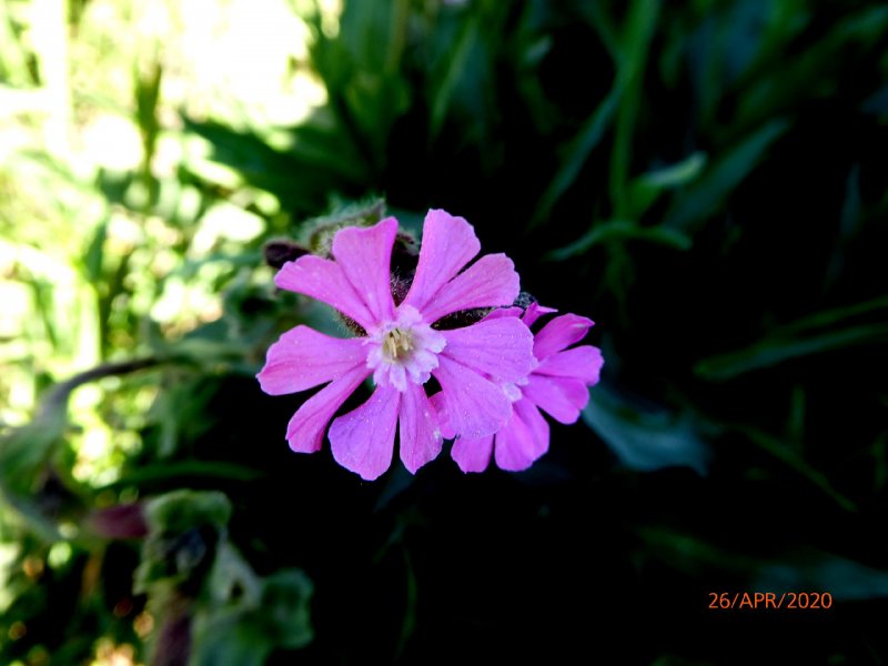 Гибралтарская Смолевка (Silene tomentosa)