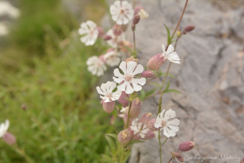Silene vulgaris Смолевка обыкновенная