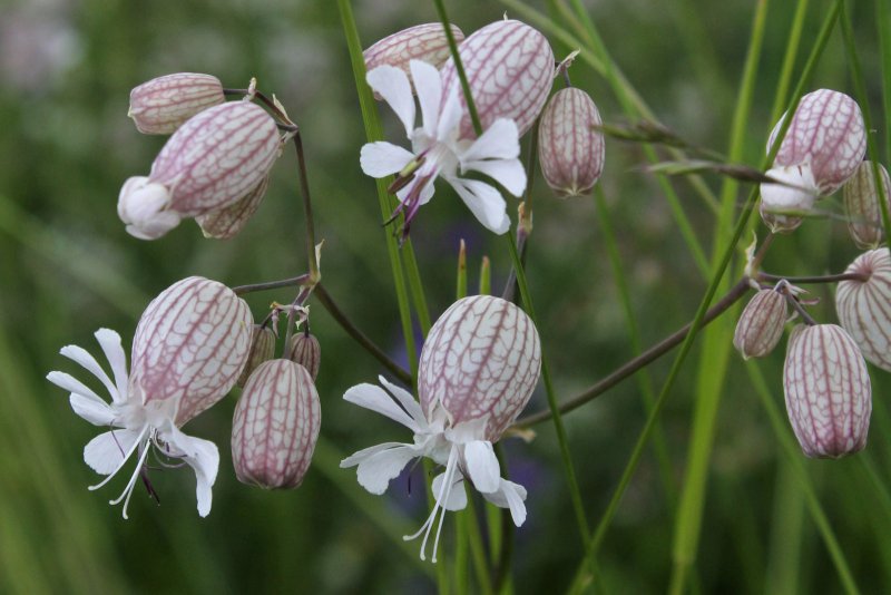 Смолевка обыкновенная(Silene cucupalus)