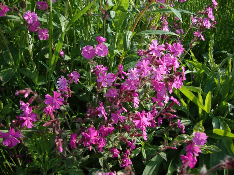 Silene vulgaris Смолевка обыкновенная