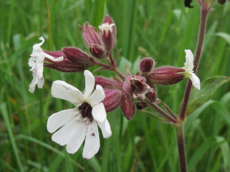 Silene latifolia смолёвка белая