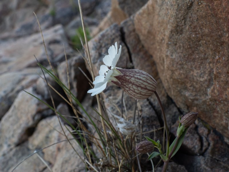 Гибралтарская Смолевка (Silene tomentosa)