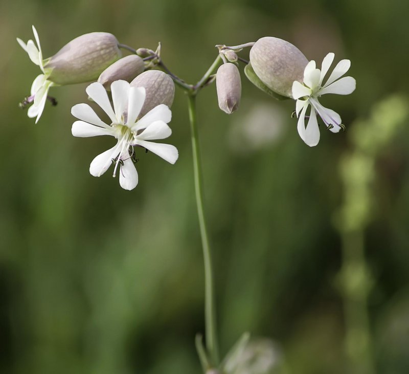 Silene vulgaris Смолевка обыкновенная