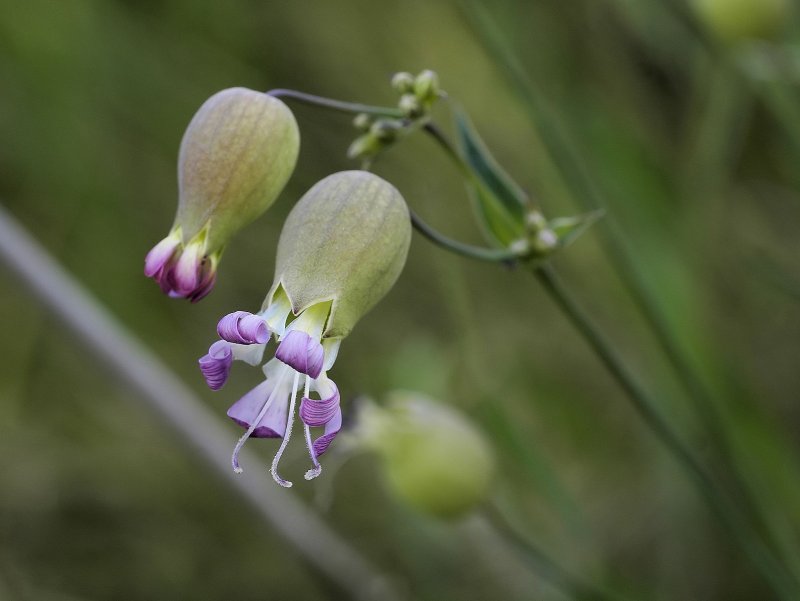 Смолёвка (Silene)