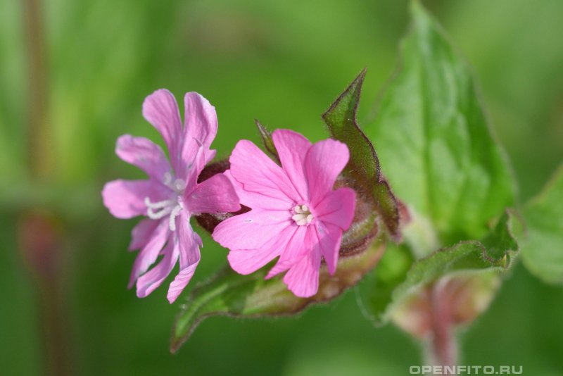 Смолевка Альпийская Альба Silene