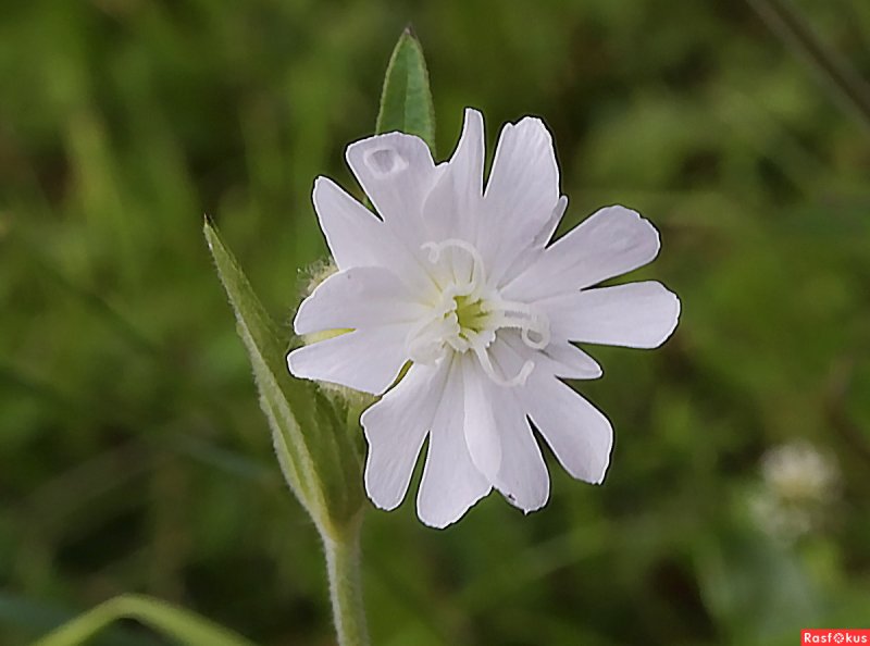 Silene vulgaris Смолевка обыкновенная