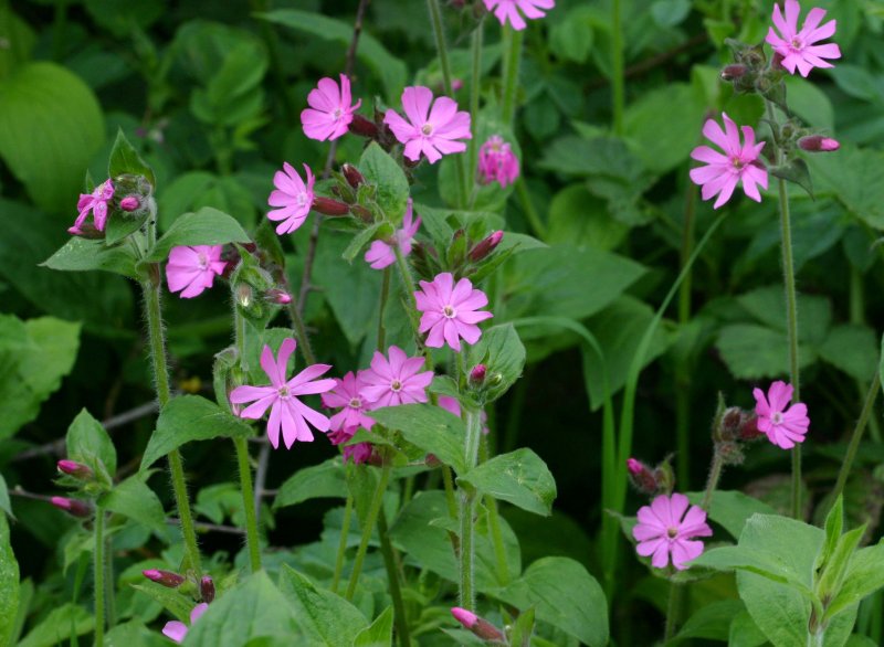 Смолевка поникшая (Silene Nutans)