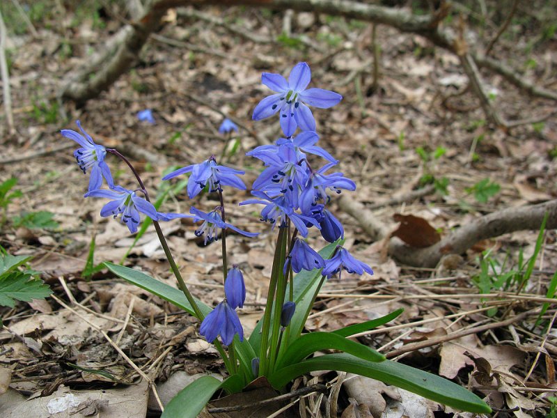 Сцилла Сибирская Siberica