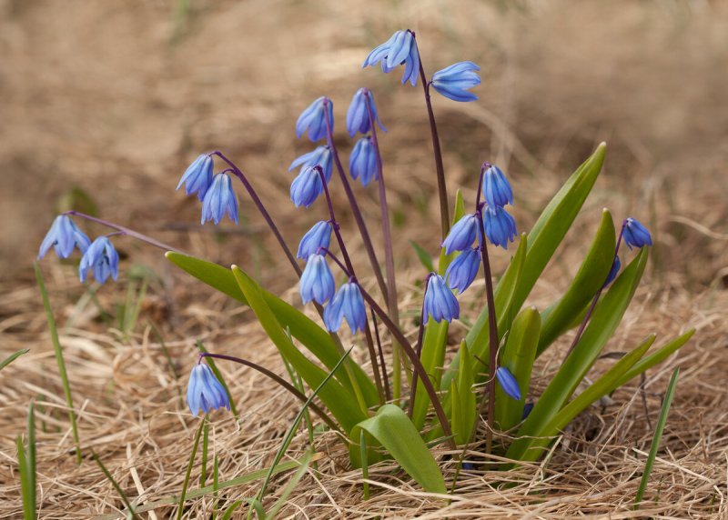 Пролеска Сибирская Scilla Siberica