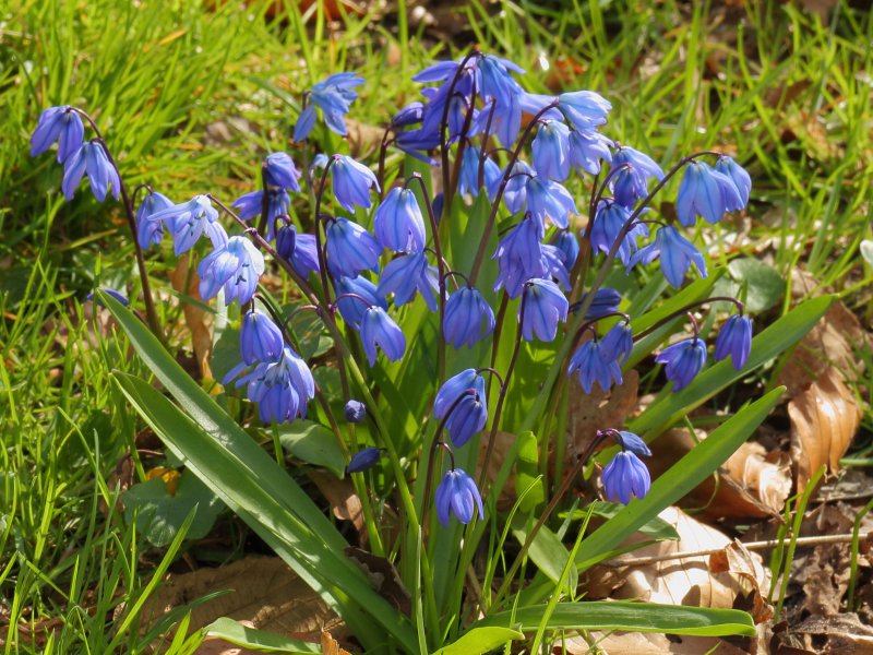 Пролеска Сибирская Scilla Siberica