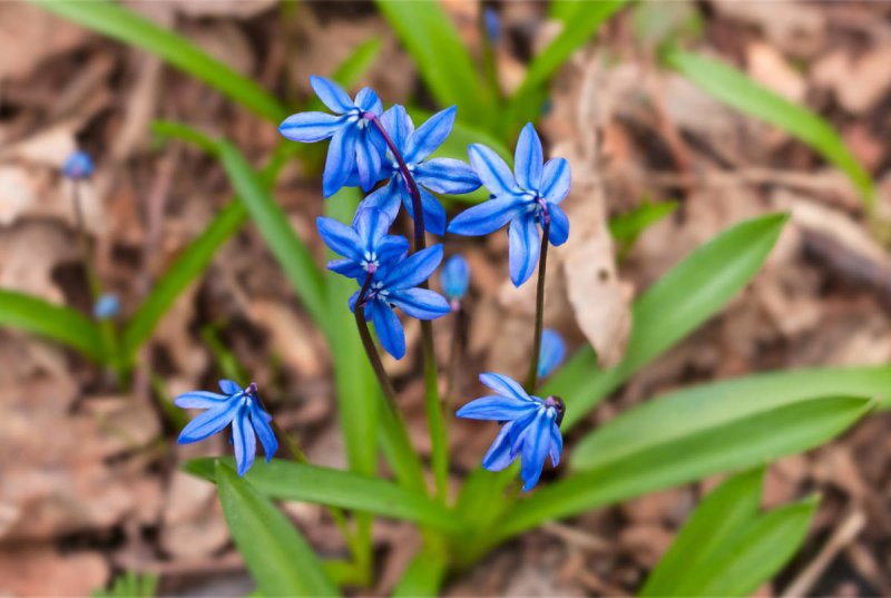 Пролеска Сибирская (Scilla sibirica)