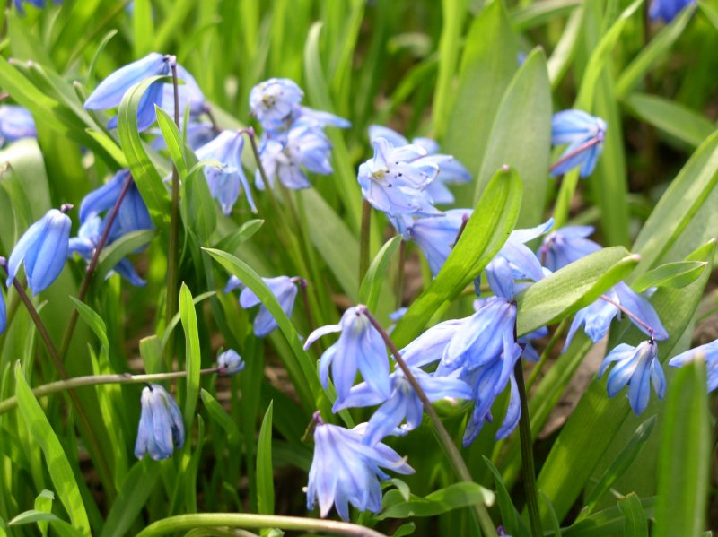 Пролеска Сибирская (Scilla sibirica)
