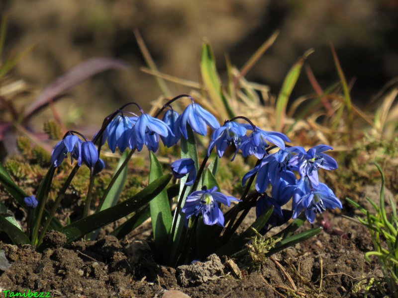 Сцилла Сибирская Siberica