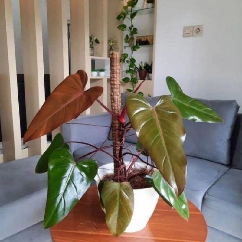 Philodendron pastazanum