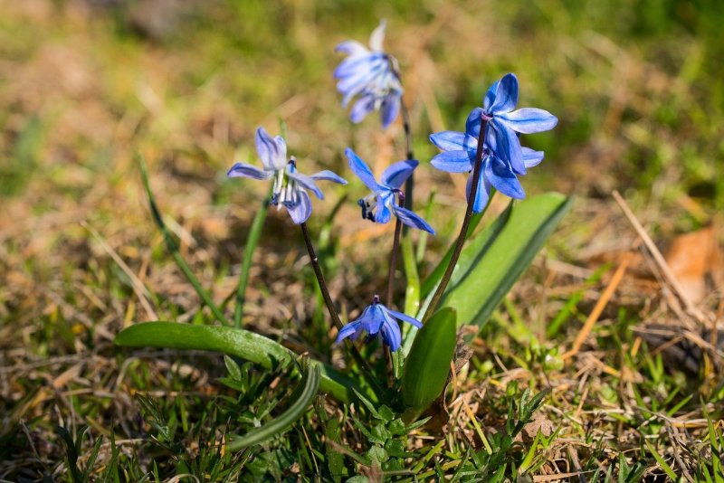 Сцилла Сибирская Scilla sibirica