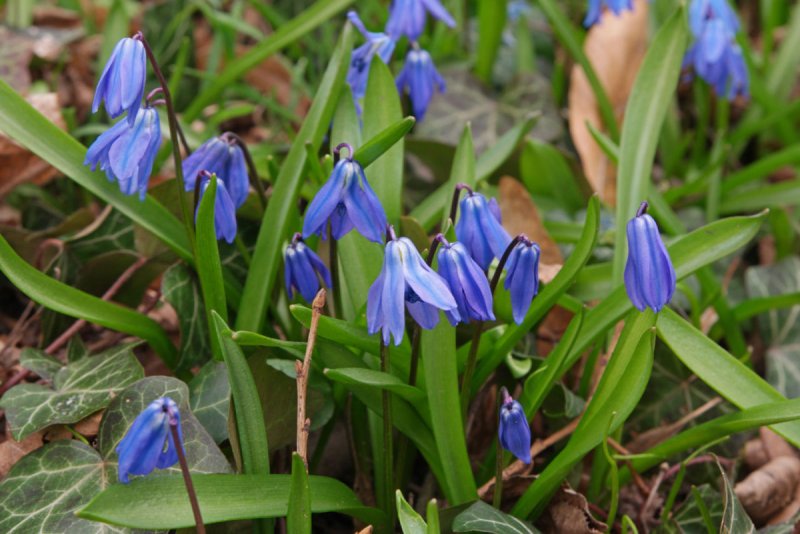 Пролеска Сибирская Scilla Siberica