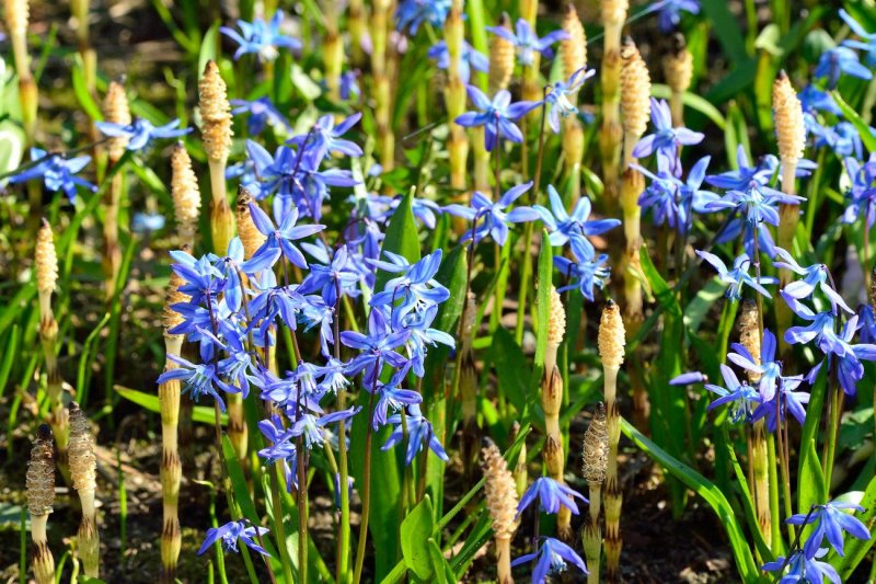Scilla bifolia l. пролеска двулистная