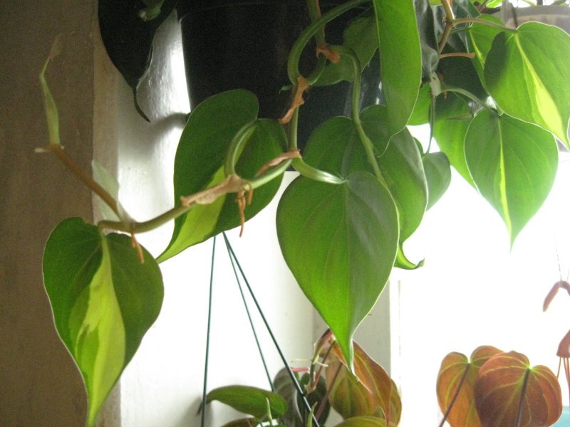 Philodendron melanochrysum купить