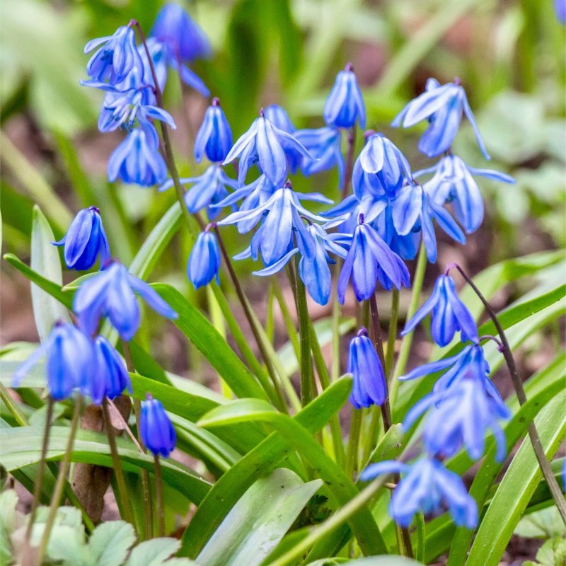 Пролеска Сибирская (Scilla sibirica)